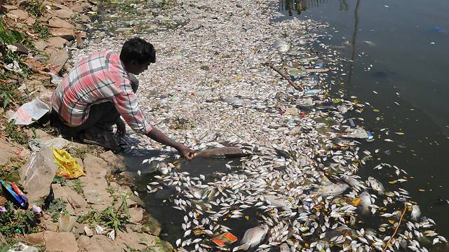 אלפי דגים נסחפו לגדות הנהר (צילום: EPA) (צילום: EPA)