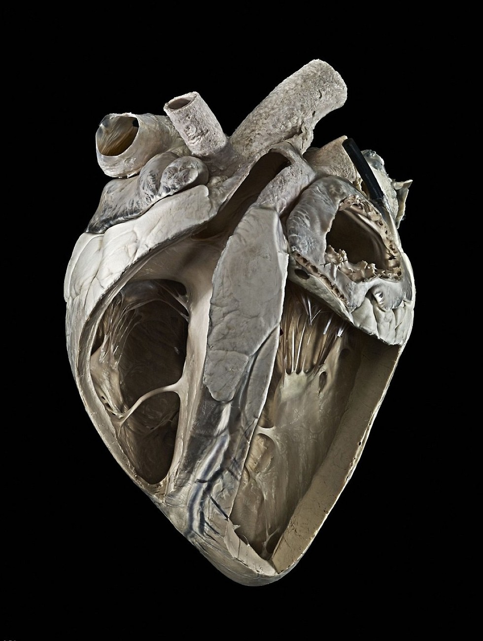 חתך של לב פרה (צילום: PA) (צילום: PA)
