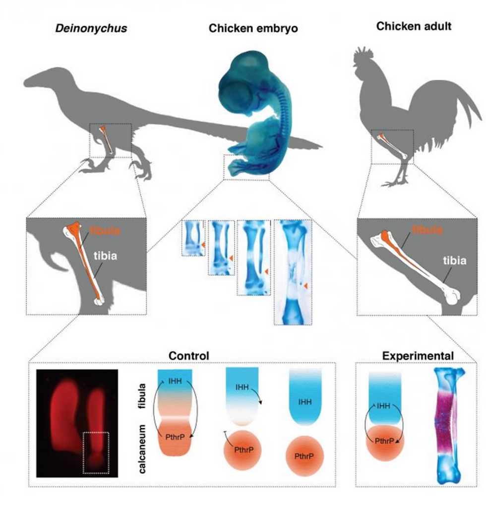 השוקית אצל הדינוזאור ארוכה יותר ומתחברת לקרסול בעוד שאצל התרנגולת היא לא (צילום מסך: מתוך Evolution) (צילום מסך: מתוך Evolution)