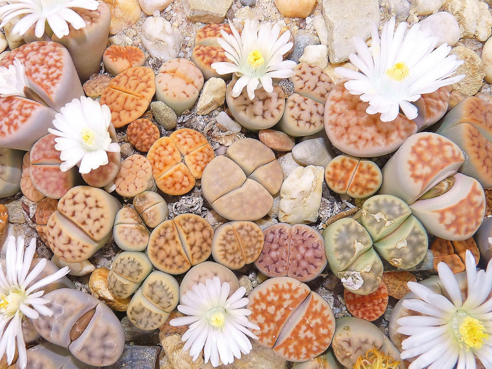 יש אבנים עם לב של פרח. צמחי אבן המורכבים משני זוגות עלים בשרניים  (צילום: איתי פאול)
