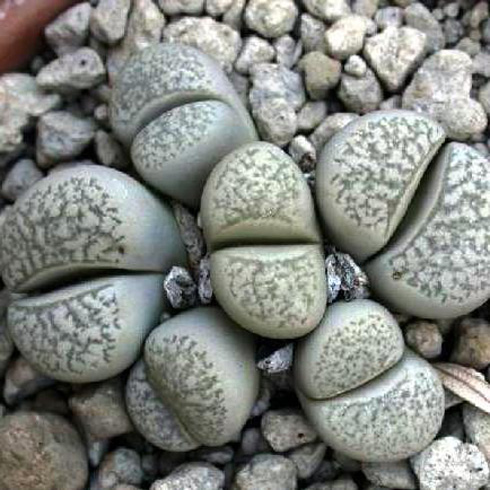 צמחי אבן (צילום: איתי פאול)