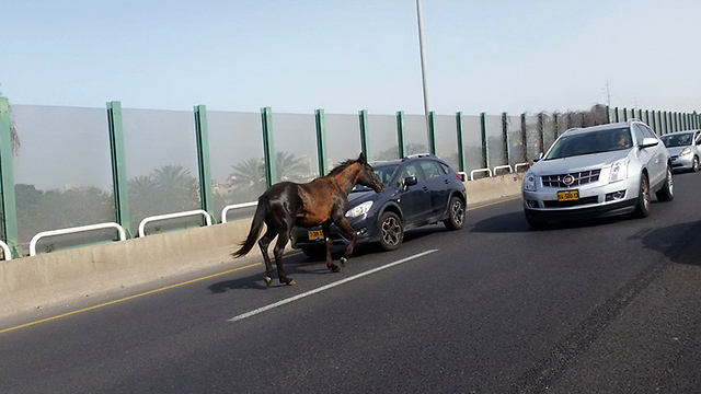 נגד כיוון התנועה. הסוס בנתיבי איילון, היום (צילום: ישראל כסיף) (צילום: ישראל כסיף)