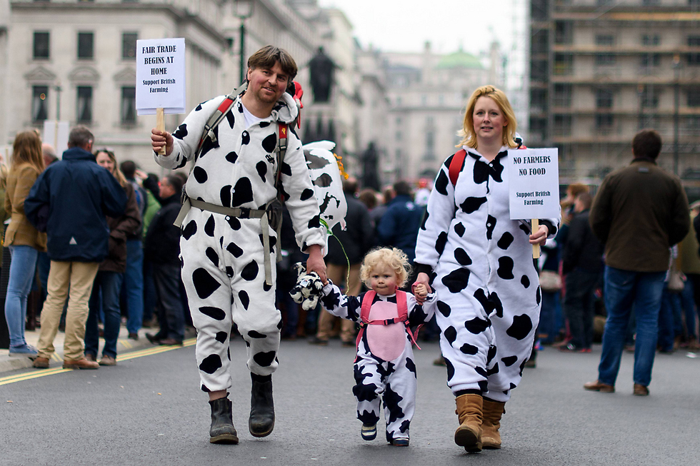 משפחה לבושה בבגדי פרה במהלך הפגנה של חקלאים במרכז לונדון במחאה על הורדת מחירי החלב שפגעה בהכנסתם (צילום: gettyimages) (צילום: gettyimages)