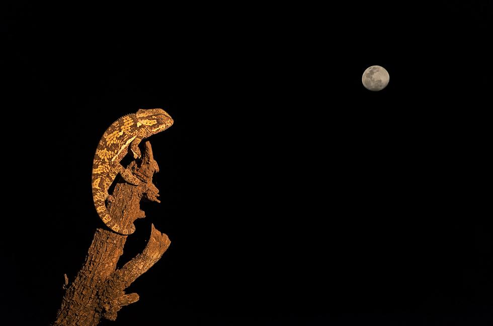 זיקית נחה על ענף של עץ מת על רקע ירח מלא בשמורת טבע בבוצואנה (©Willem Kruger  Africa Geographic Photographer of the Year 2016 ) (©Willem Kruger  Africa Geographic Photographer of the Year 2016 )