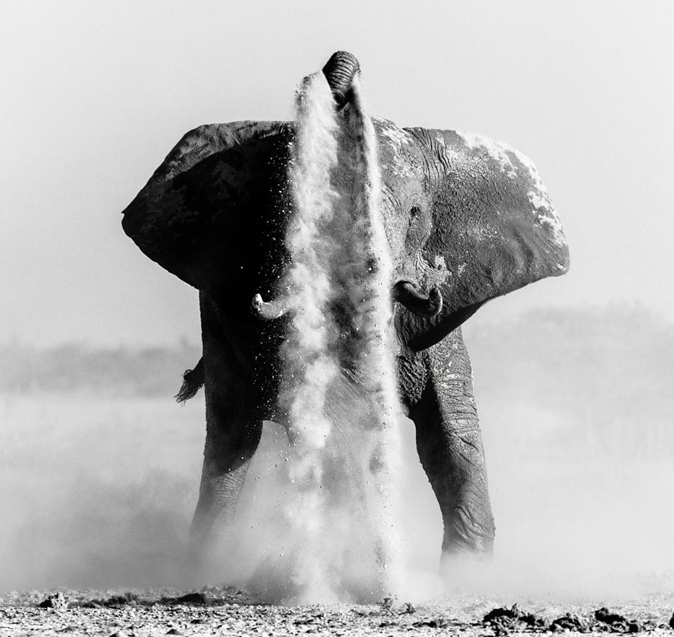 פיל בעיצומה של מקלחת חול בבוצואנה (©Denis Roschlau  Africa Geographic Photographer of the Year 2016) (©Denis Roschlau  Africa Geographic Photographer of the Year 2016)