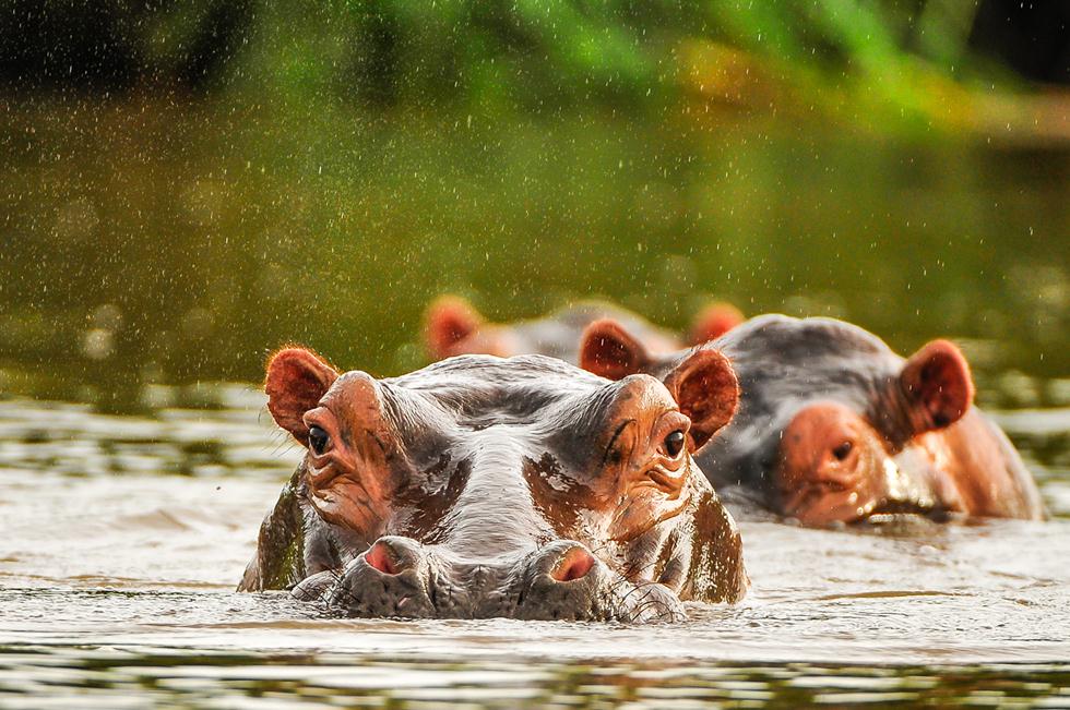 היפופוטמים שוחים בנהר באפריקה (©Andy Lowe  Africa Geographic Photographer of the Year 2016) (©Andy Lowe  Africa Geographic Photographer of the Year 2016)