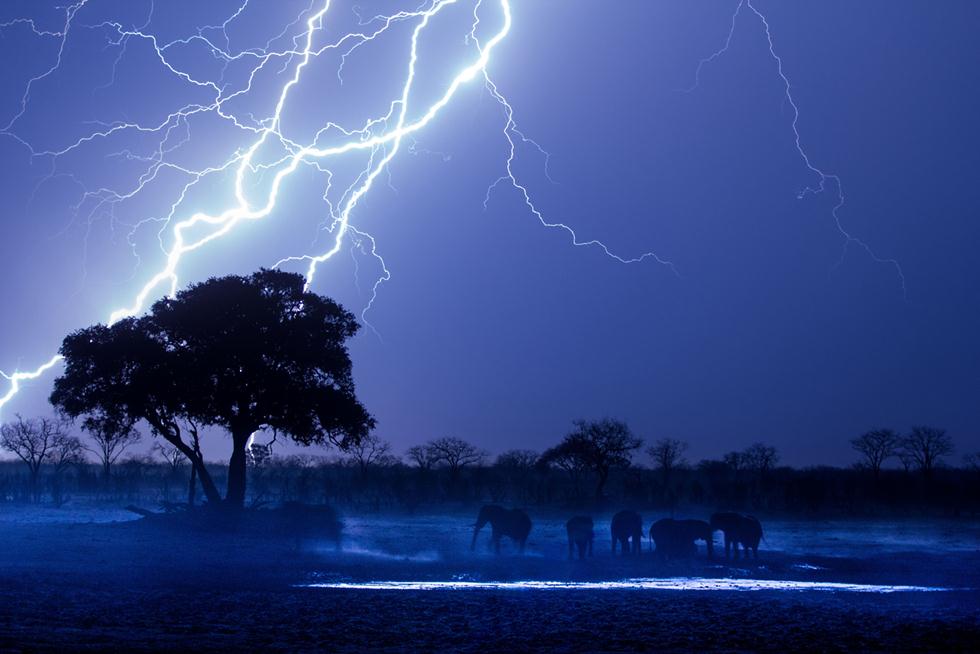 פילים אפריקנים בסערת ברקים בזימבבואה (©Adam Jones  Africa Geographic Photographer of the Year 2016) (©Adam Jones  Africa Geographic Photographer of the Year 2016)