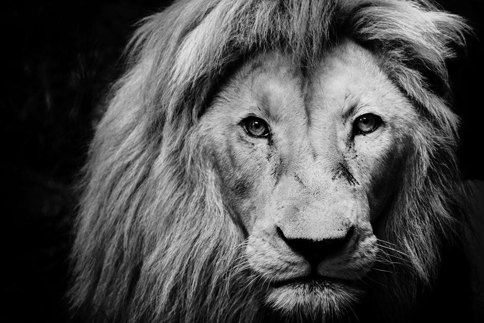אריה בפארק קרוגר בדרום אפריקה (©Chantelle Flores  Africa Geographic Photographer of the Year 2016) (©Chantelle Flores  Africa Geographic Photographer of the Year 2016)
