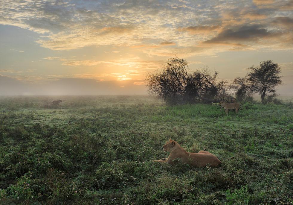 אריות בטנזניה (©Greg Metro  Africa Geographic Photographer of the Year 2016) (©Greg Metro  Africa Geographic Photographer of the Year 2016)
