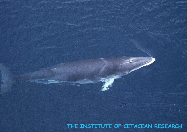  (צילום: המכון לחקר יונקים ימיים ביפן ) (צילום: המכון לחקר יונקים ימיים ביפן )