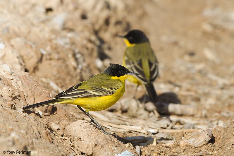 נחליאלי צהוב (צילום: יואב פרלמן, החברה להגנת הטבע) (צילום: יואב פרלמן, החברה להגנת הטבע)