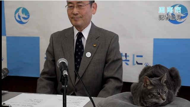 "החתול הראשי" במסיבת עיתונאים ביפן (צילום מסך) (צילום מסך)