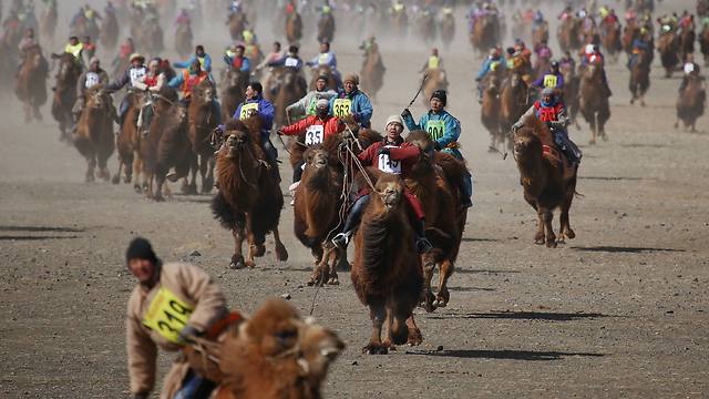 מרוץ גמלים במונגוליה (צילום: רויטרס) (צילום: רויטרס)