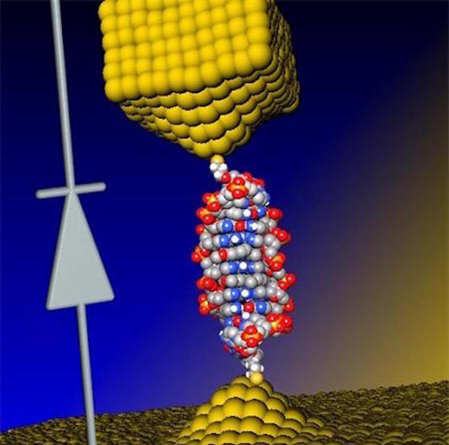 אילוסטרציה של הצומת המולקולרי מבוסס-DNA   שבו השתמשו החוקרים ליצור דיודה, היכולה לשמש כרכיב אלקטרוני במעגלים חשמליים ננומטרים בעתיד