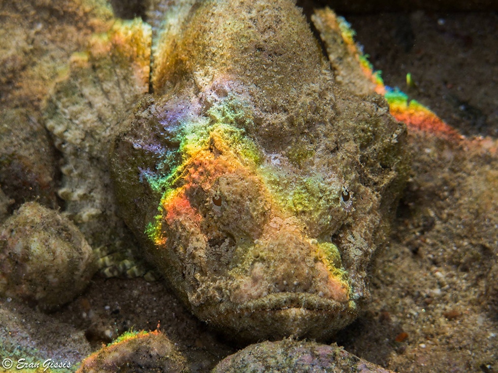 עקרבנון בשמורת האלמוגים באילת (צילום: ערן גיסיס) ()