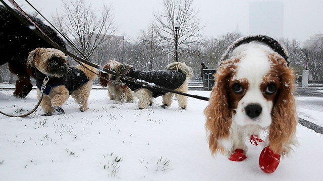 אביב, אביב, אבל בבוסטון עדיין שלג. זה מה שהכלבים חושבים על זה (צילום: רויטרס) (צילום: רויטרס)
