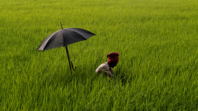 חקלאי מתגונן מפני השמש הצורבת בשדה באוריסה, הודו (צילום: AP) (צילום: AP)