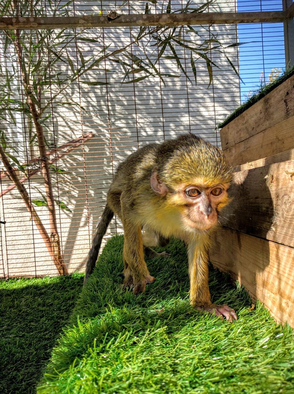 יאשה במקלט הקופים בבן שמן (צילום: רשות הטבע והגנים) (צילום: רשות הטבע והגנים)