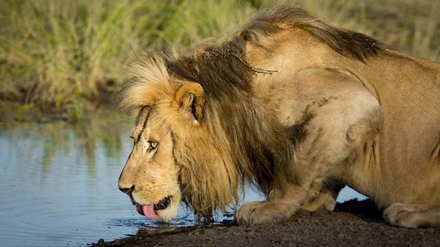 את הכינוי "מלך החיות " קיבל האריה לא רק בשל הרעמה המלכותית שלו.  (צילום: shutterstock) (צילום: shutterstock)