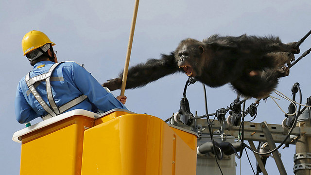 שימפנזה ברחה מגן זאולוגי בעיר סנדאי שביפן, הלכה על חוטי חשמל וצעקה על מחלצים שניסו להתקרב אליה. היא נתפסה בסופו של דבר רק לאחר שירו לעבר חצי הרדמה והיא נפלה מגובה רב, אך שרדה את הנפילה (צילום: רויטרס) (צילום: רויטרס)