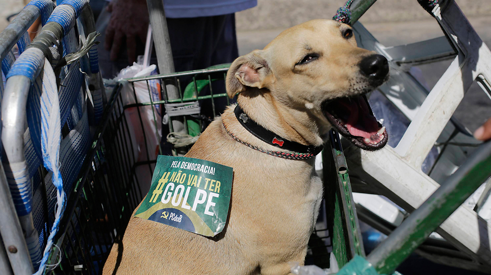 נגד "ההפיכה". גם הכלבים גויסו על-ידי תומכי רוסף (צילום: AP) (צילום: AP)