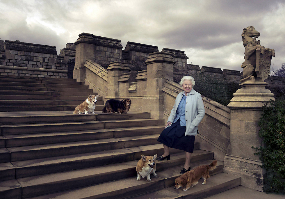 המלכה וכלבי הקורגי האהובים עליה (צילום:  Annie Leibovitz / via reuters   ) (צילום:  Annie Leibovitz / via reuters   )