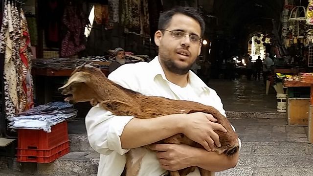 Temple Mount activist carrying goat to the Temple Mount.