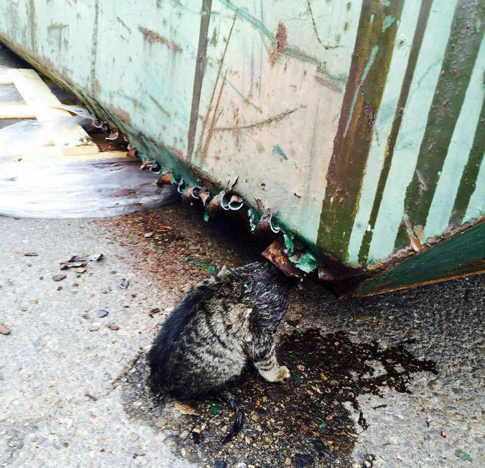 הגוף של החתול מחוץ למכולת האשפה (צילום: דוברות כבאות והצלה נתניה) (צילום: דוברות כבאות והצלה נתניה)