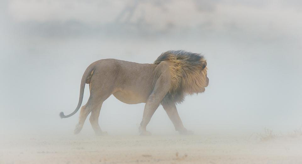 אריה צועד בסופת אבק במדבר קלהרי  בבוצאונה. ©Corlette Wessels -  Africa Geographic Photographer of the Year 2016 ()