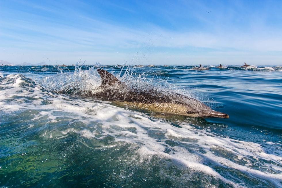 דולפין מצוי ארוך חוטם רוכב על הגלים בדרום אפריקה. ©Johan Kok -  Africa Geographic Photographer of the Year 2016 ()