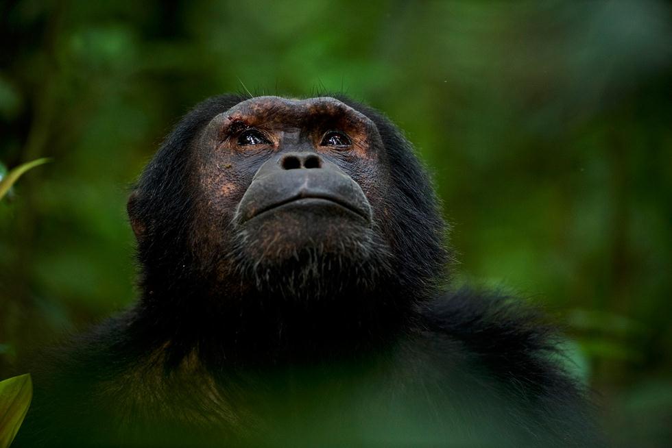 שימפנזה מביט לשמיים בזמן גשם באוגנדה. ©Andy Skillen - -  Africa Geographic Photographer of the Year 2016 ()