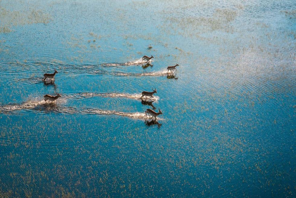קובוסי המשקפיים רצים בבוצואנה. ©Jan Grodza -  Africa Geographic Photographer of the Year 2016 ()