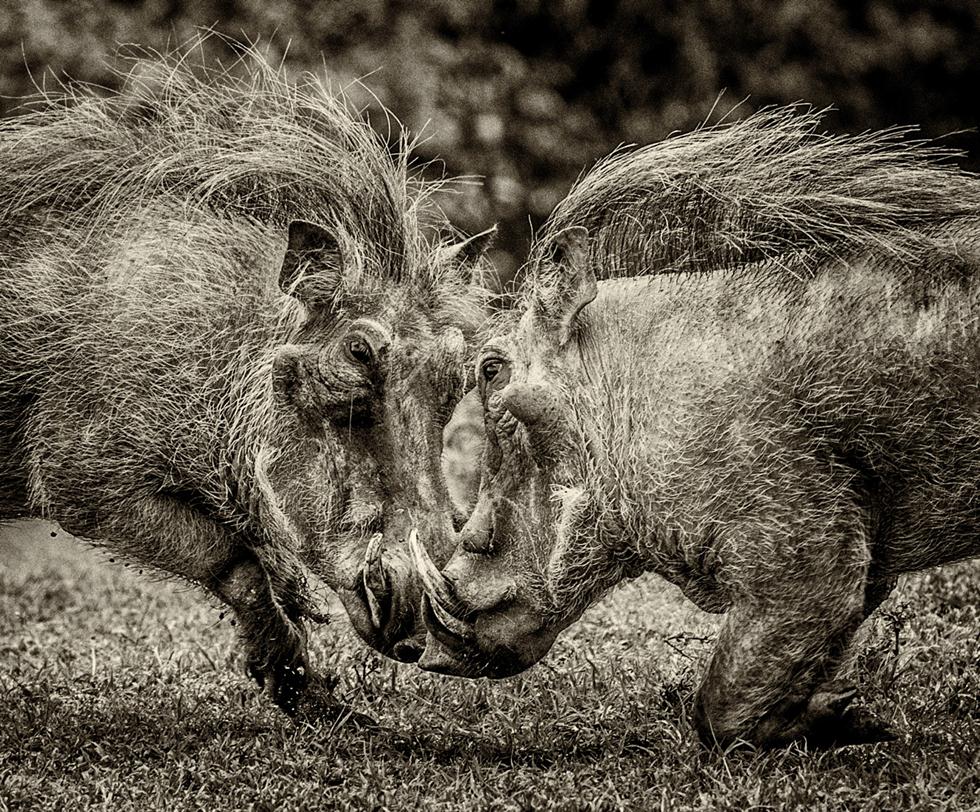 חזירי יבלות בקרב במסאי מארה בקניה. ©Gillian Lloyd -  Africa Geographic Photographer of the Year 2016 ()
