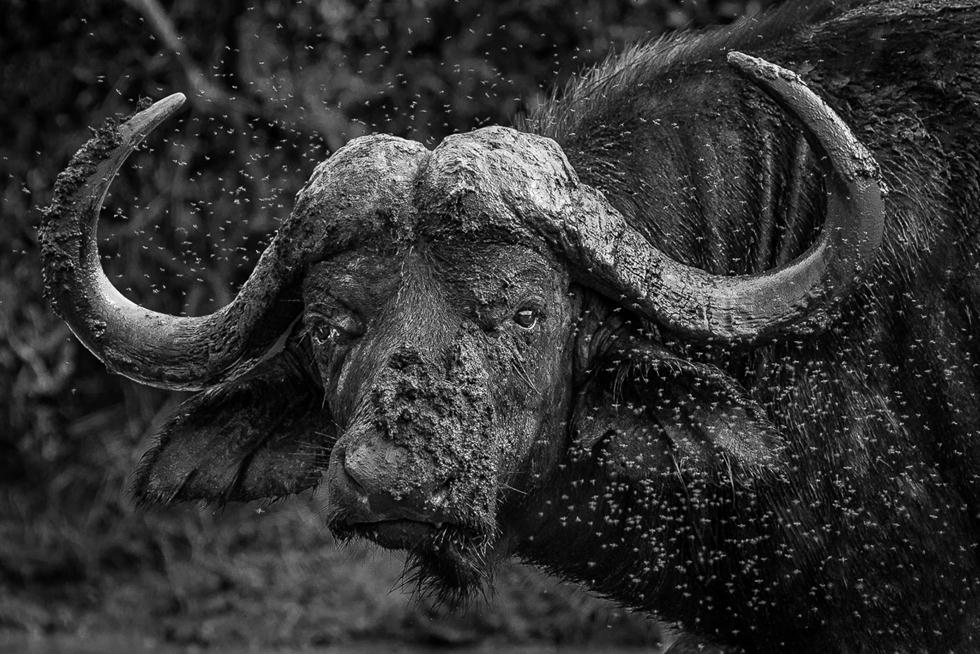 תאו מכוסה בבוץ בדרום אפריקה. ©Trevor McCall-Peat -  Africa Geographic Photographer of the Year 2016 ()