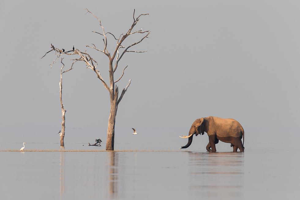 פיל חוצה שני איים באגם בזימבבואה. ©Vincent Gesser -  Africa Geographic Photographer of the Year 2016 ()