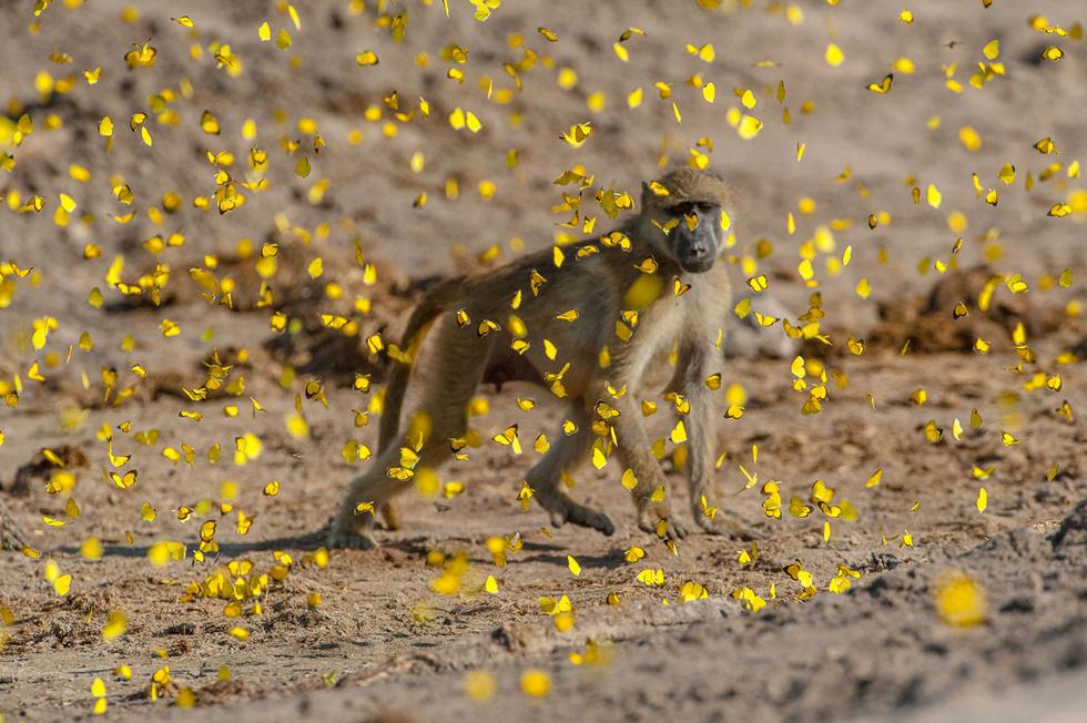 בבון מבלה אחר הצהריים שטוף פרפרים בבוצאונה.  © Corlette Wessels -  Africa Geographic Photographer of the Year 2016 ()
