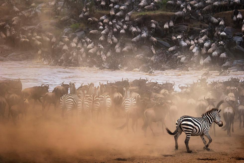 כאוס במהלך הנדידה הגדולה בשמורת המסאי מארה בקניה . ©Panos Laskarakis -  Africa Geographic Photographer of the Year 2016 ()