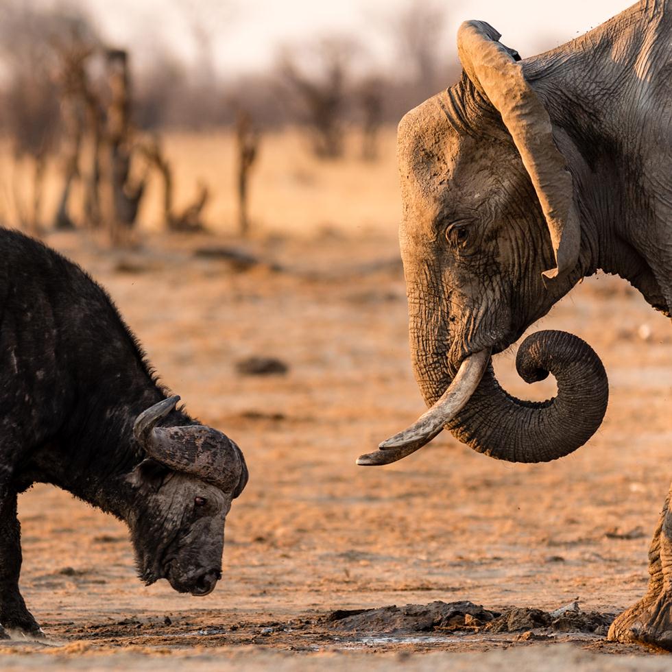 עימות חזיתי בין פיל לתאו בזימבבואה . ©Dominik Behr -  Africa Geographic Photographer of the Year 2016 ()