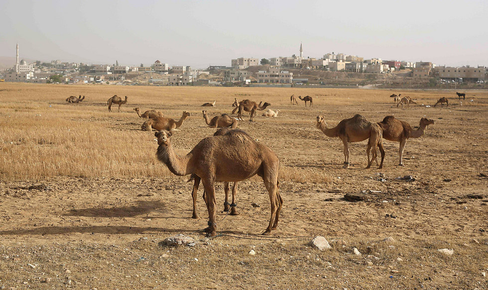 קידום חקיקה נגד בעלי הגמלים (צילום: AFP) (צילום: AFP)