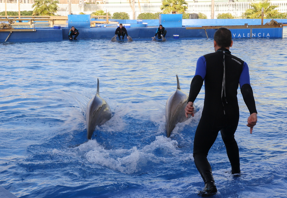 עוד אטרקציה. בבריכת הדולפינים (צילום: אלי סגל) (צילום: אלי סגל)