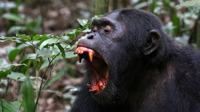 Uganda is home to the world's largest gorilla reserve (Photo: Gili Haskin)