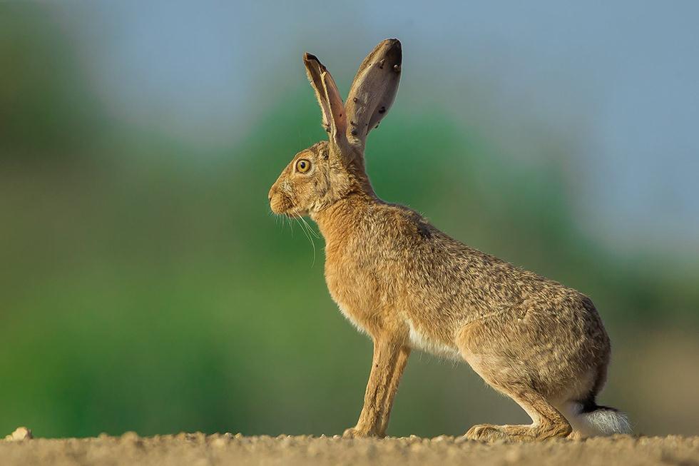 ארנבת שדות (צילום: אבירן הלוי) ()