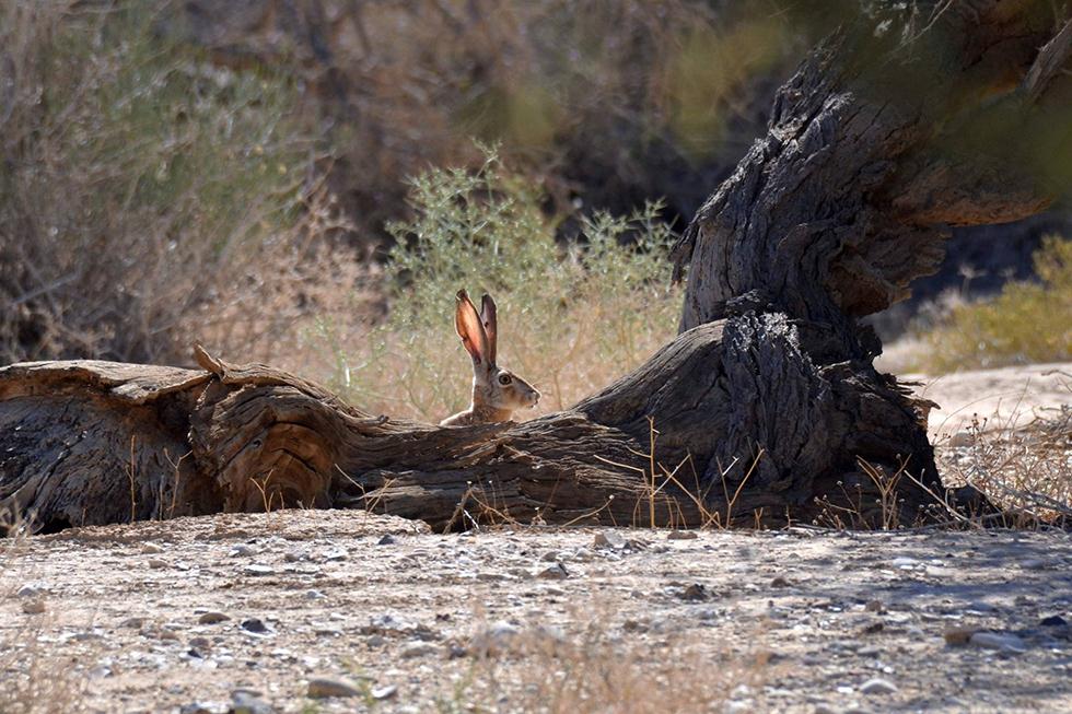 ארנבת בשמורת שיזף (צילום: יעקב הרלינג) ()