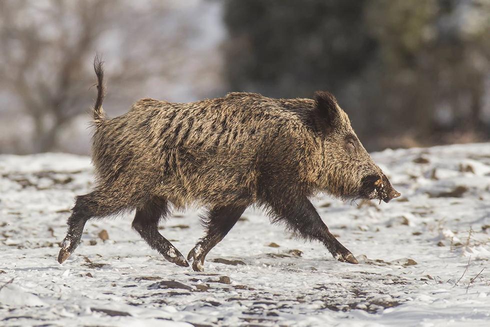 חזיר בר ברמת הגולן (צילום: שי סנדרוביץ) ()
