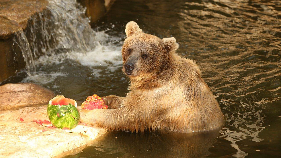 הדובים בגן החיות בחיפה נהנו מפירות צוננים  (צילום: אלעד גרשגורן) (צילום: אלעד גרשגורן)