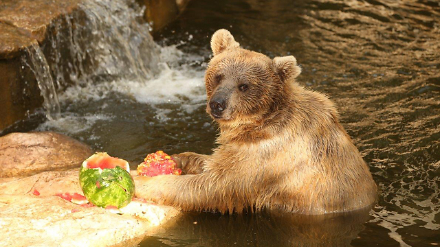 הדובים בגן החיות בחיפה קיבלו אבטיח להתרעננות (צילום: אלעד גרשגורן) (צילום: אלעד גרשגורן)