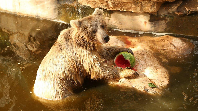 הדובים בגן החיות בחיפה התכבדו באבטיח, בלי בולגרית (צילום: אלעד גרשגורן) (צילום: אלעד גרשגורן)