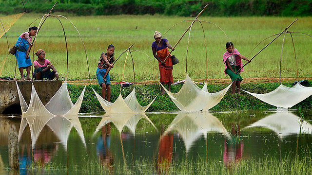 תושבי כפר בהודו דגים דגים במדינת אסאם (צילום: EPA) (צילום: EPA)