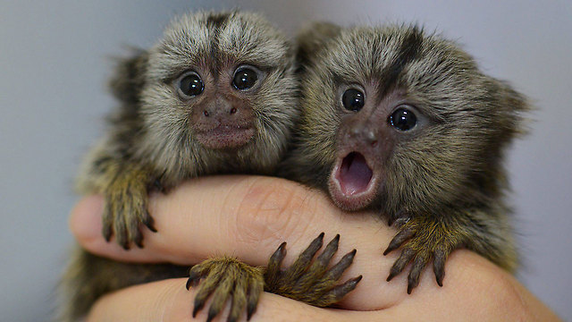 גורי קופים בהכחדה ממשפחת המרמוסטיים שנתפסו אצל מבריח דרום קוריאני בגויאנג, צפונית-מערבית לסיאול. המשטרה המקומית מסרה שכל קוף שווה בשוק כ-6,390 דולר (צילום: EPA) (צילום: EPA)