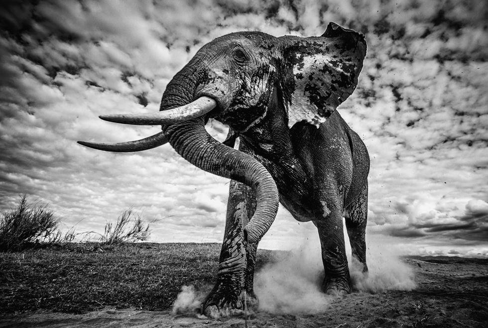 (צילום: ©Pieter Ras  Africa Geographic Photographer of the Year 2016 ) (צילום: Africa Geographic Photographer of the Year 2016) (צילום: Africa Geographic Photographer of the Year 2016)